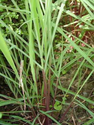 Cymbopogon nardus