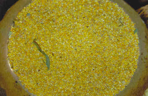 Chenopodium quinoa