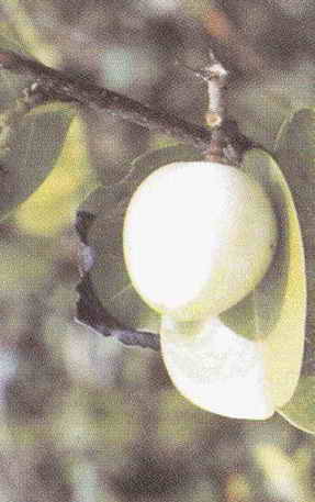 Chrysobalanus icaco
