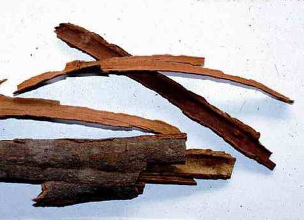Cinnamomum cassia