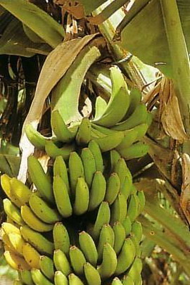 Bananera El Guanche