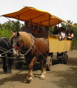 Paardenwagentocht in Aguamansa